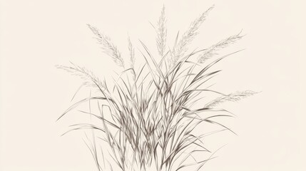 Fototapeta premium Ornamental grasses, garden, nature, neutral background, design element