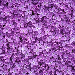Obraz premium pink flowers background
