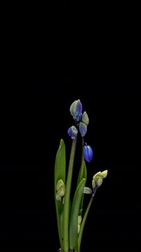 Beautiful blue flowers snowdrops Scilla bifolia alpine squill, two-leaf squill on black background. Vertical time lapse video. Springtime.