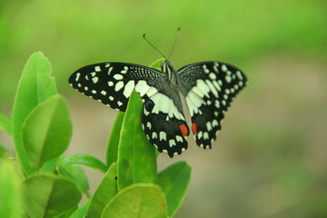 The lime butterfly or Papilio demoleus is a pest for orange trees, a beautiful butterfly