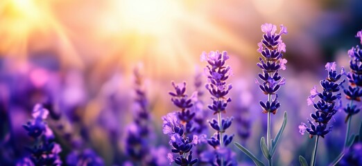 Obraz premium Lavender flowers blooming in sunlight with soft bokeh background, copy space for text