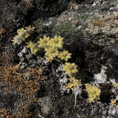 Tiny furry flowers growing high up in the Himalayas, Nepal.