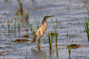 big water bird on grass, Squacco Heron, Ardeola ralloides