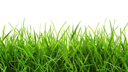 Obraz premium Green grass isolated against a transparent background 