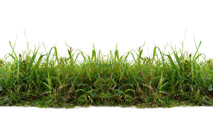 Green grass isolated against a transparent background 