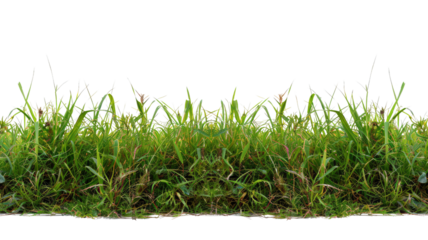 Green grass isolated against a transparent background 