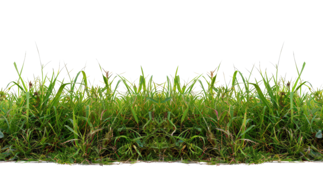Green grass isolated against a transparent background 
