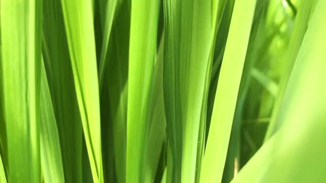 Close upnof fresh oryza sativa plant leaves