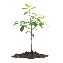 Young green plant and growing sprout with root isolated on transparent background 