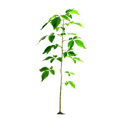 Young green plant and growing sprout with root isolated on transparent background 