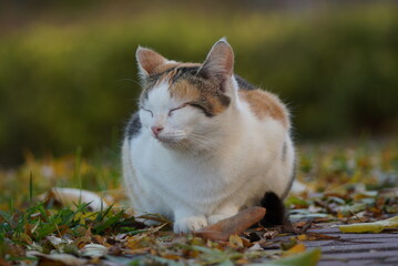 A beautiful striped street cat is sitting in the park with its eyes closed.