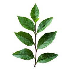 Naklejka premium fresh green leaves with branch isolated on transparent background, piece of plant