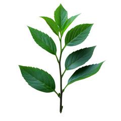 Fototapeta premium fresh green leaves with branch isolated on transparent background, piece of plant