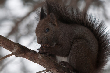 枝の上で餌を食べるエゾリス
