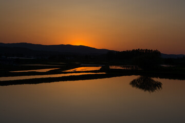 夕日を反射する水を張った春の水田
