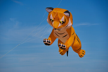 Kite in the air. Yellow tiger cat animal in front of blue sky. Closeup.