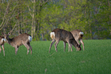 エゾシカの群れ
