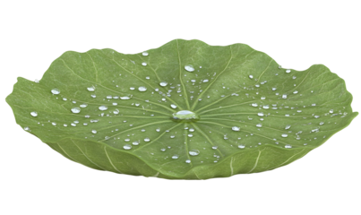 Dewdrops on a lotus leaf; serene nature scene, perfect for calming backgrounds