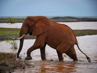La serenidad de un elefante en su hábitat natural
