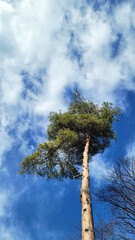 天高く伸びる細い木／A thin tree that grows high into the sky／하늘 높이 늘어나는 얇은 나무