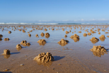 Small, round sand balls created by sand bubbler crabs on a wet beach, with the ocean under a clear blue sky in the background. Lugworms.