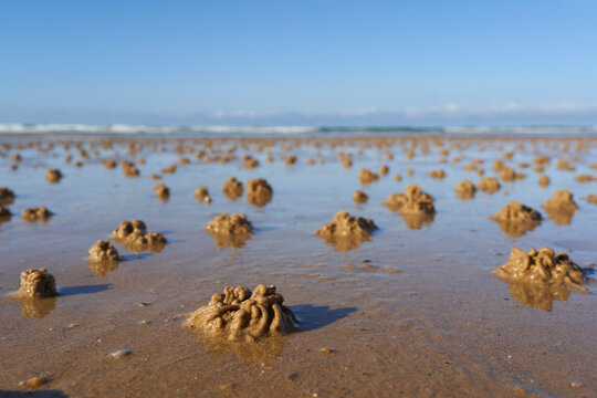 Small, round sand balls created by sand bubbler crabs on a wet beach, with the ocean under a clear blue sky in the background. Lugworms.