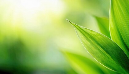 Fototapeta premium close-up view of fresh green leaves with soft blurred background, symbolizing nature, growth, and tranquility