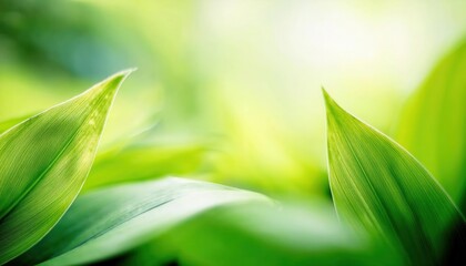 close-up view of fresh green leaves with soft blurred background, symbolizing nature, growth, and tranquility