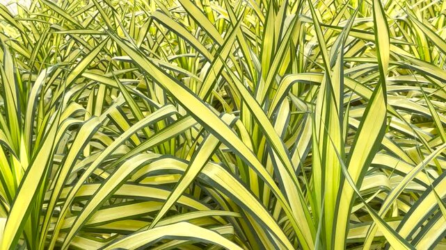 Pandanus baptistii misonne or Variegated dwarf pandanus in the garden 4k Video
