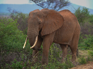 Majestuoso elefante africano en su hábitat natural