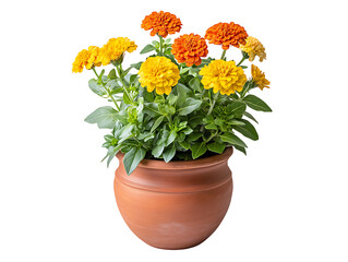 Vibrant marigold flower arrangement in terracotta pot indoor garden bright colors close-up