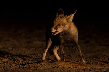 Indian Desert Fox searching for food at night in Little Rann of Kutch