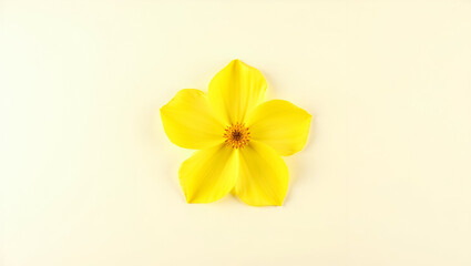 Fototapeta premium yellow flowers isolated on the white background