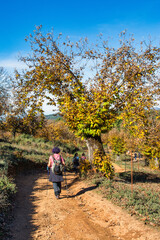 Fototapeta premium Hikers enjoying a sunny day stroll along a dirt path, surrounded by a vibrant forest filled with colorful foliage and a clear blue sky overhead, embracing nature's beauty
