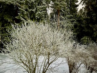 Winter bush