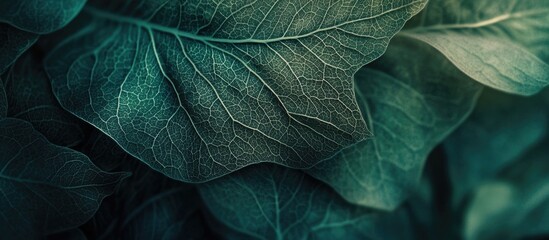 Obraz premium Detailed Close-Up of Lush Green Leaf Texture Showcasing Intricate Veins and Natural Patterns in a Serene Botanical Background