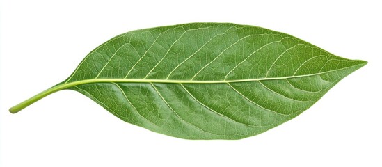 Obraz premium Close-up view of vibrant green leaf texture isolated on a clean white background showcasing nature's intricate patterns and details.