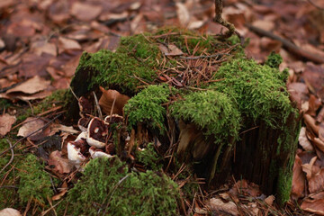 A close-up view of lush green moss covering the forest floor, creating a soft, vibrant carpet of nature. Tiny details of the moss reveal intricate textures, while delicate wildflowers and ferns peek 