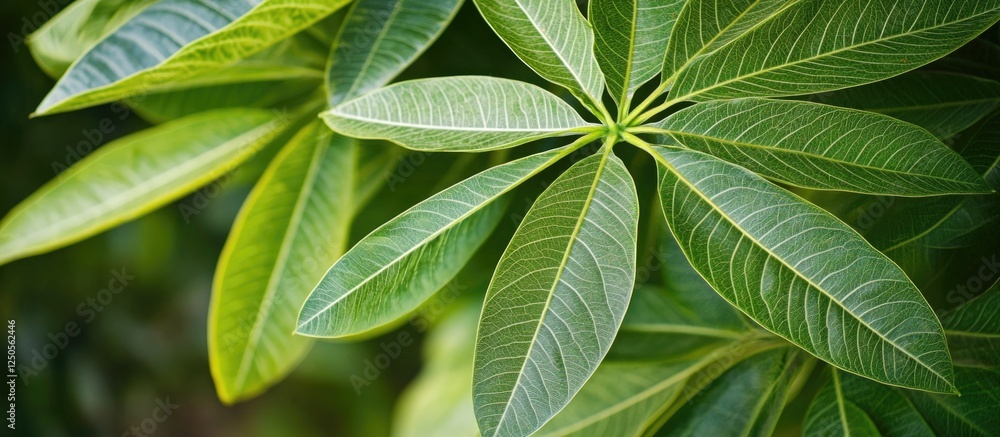 Poster lush green large plant leaves viewed from above showcasing intricate patterns and textures in a sere