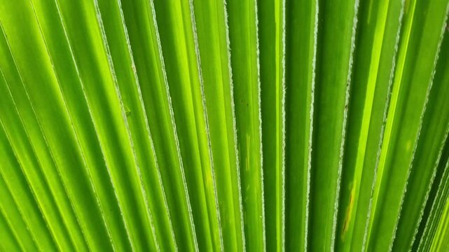 Fresh green leaves of Licuala grandis or the Ruffled Fan Palm in green tropical garden in the morning