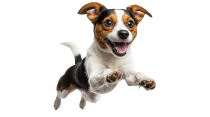 [Transparent Background PNG]Happy Jack Russell Terrier Dog Jumping in the Air