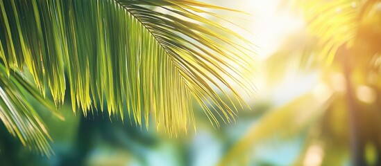 Obraz premium Vibrant coconut palm leaves illuminated by sunlight in a tropical setting creating a serene and inviting atmosphere