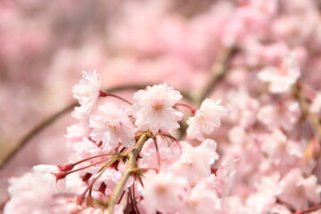 Naklejka premium 満開のしだれ桜の花