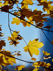 Yellow autumn maple leaves illuminated by the sun. Autumn mood