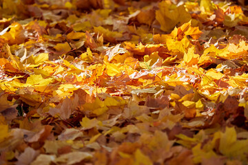Yellow Autumn background or texture. Bright maple leaves as backdrop and texture