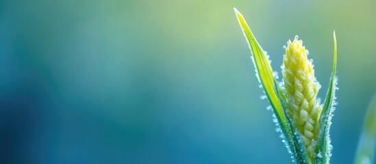 Close-Up of Young Corn Plant Against a Soft Focus Background Ideal for Text Placement in Agricultural or Nature Themes
