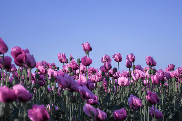 Purple poppy blossoms in a field