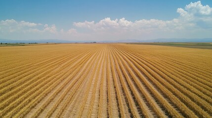 Harvesting rice fields rural landscape photography vast environment aerial view serenity of agriculture