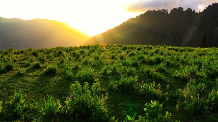 Golden Sunset over Green Hills Expansive Landscape with Lush Meadow, Rolling Hills, and Dramatic Sky, Evoking Peace, Tranquility, and the Beauty of Nature.