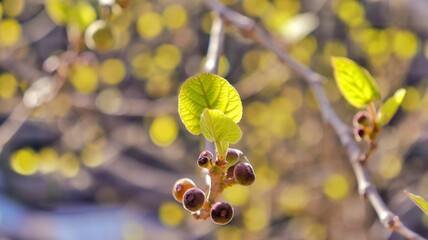 Spring Growth Close-Up of Tree Buds and New Leaves Blooming on a Branch, Emphasizing Renewal, Freshness, and the Delicate Beauty of Nature in Springtime.
